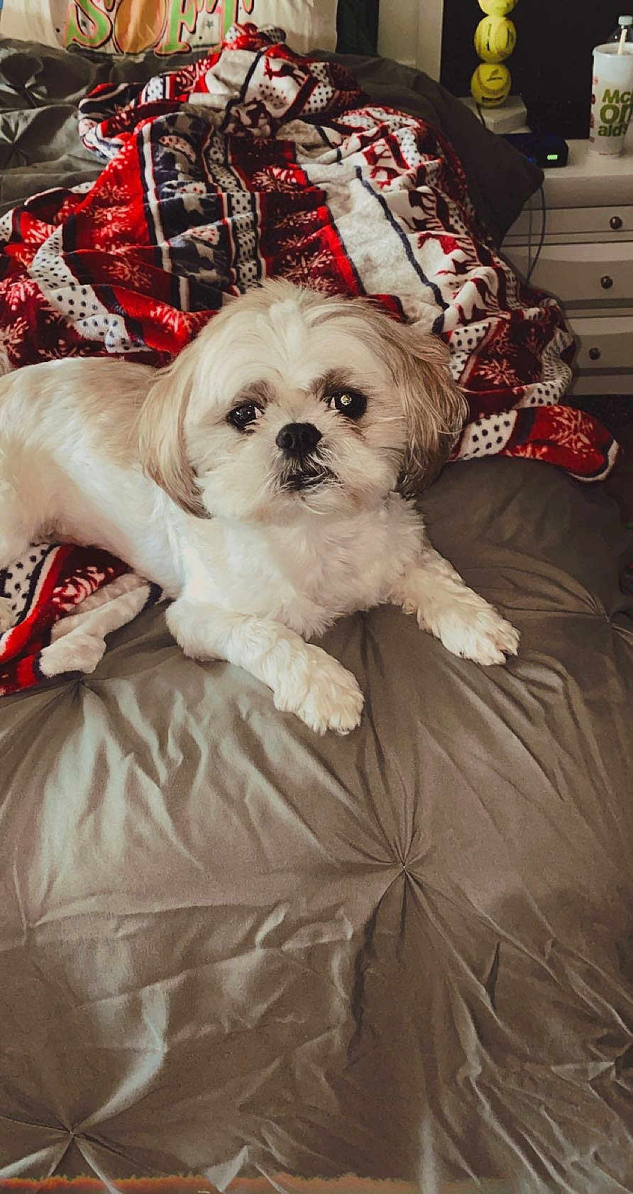 Cocoa is registered to the contest to win money with this photo: dog, bed, blanket, white_dog, small_dog, indoor, cozy, bedroom, furniture, nightstand, drink_cup, tennis_balls, pet, animal, lying_down, looking_at_camera, fur, cute, relaxed, comfort