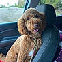 dog, car_interior, seat, leash, curly_fur, happy, pet, window, child, pants, shoes, checkered, star_pattern, seatbelt, headrest, outside, trees, road, daytime, smiling