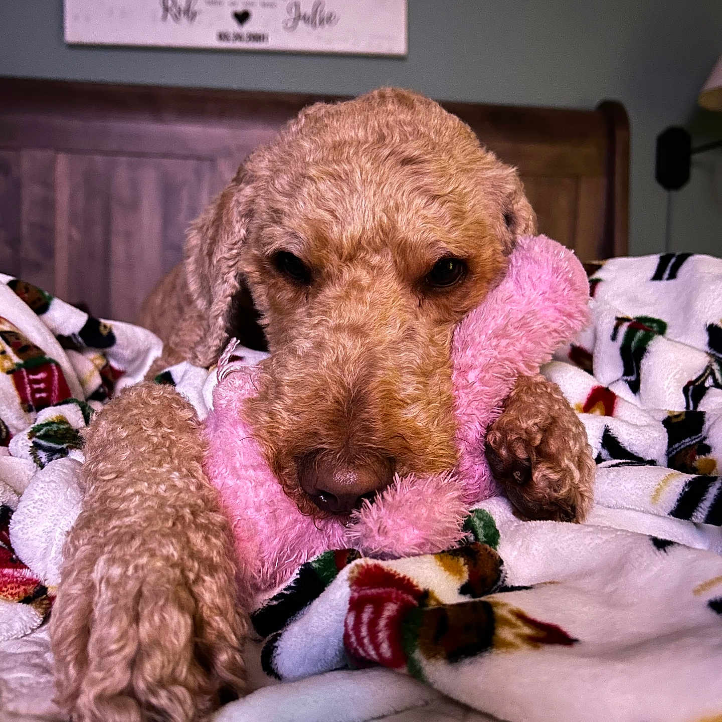 Finn is registered to the contest to win money with this photo: animal, bed, blanket, closeup, comfort, cozy, curly_fur, cute, dog, fur, home, indoor, paw, pet, pink, resting, sleepy, snuggling, toy, wooden_headboard