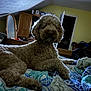dog, curly_fur, bed, blanket, indoor, furniture, mirror, cabinet, door, room, sleepy, pet, cozy, relaxing, paw, curled_up, resting, animal, home, soft_lighting
