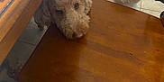 Finn joined the competition — help win amazing prizes! dog, curly_fur, wooden_chair, wooden_table, tile_floor, indoor, pet, brown_dog, white_dog, curious, resting_head, floor, furniture, cozy, home, animal, companion, cute, looking, domestic