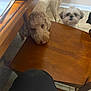 dog, curly_fur, wooden_chair, wooden_table, tile_floor, indoor, pet, brown_dog, white_dog, curious, resting_head, floor, furniture, cozy, home, animal, companion, cute, looking, domestic