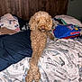 dog, bed, bedding, blanket, clothes, folded_clothes, wooden_headboard, lamp, indoor, pet, curly_fur, paws, crossed_paws, brown_dog, resting, cozy, casual, bedroom, fabric, furniture
