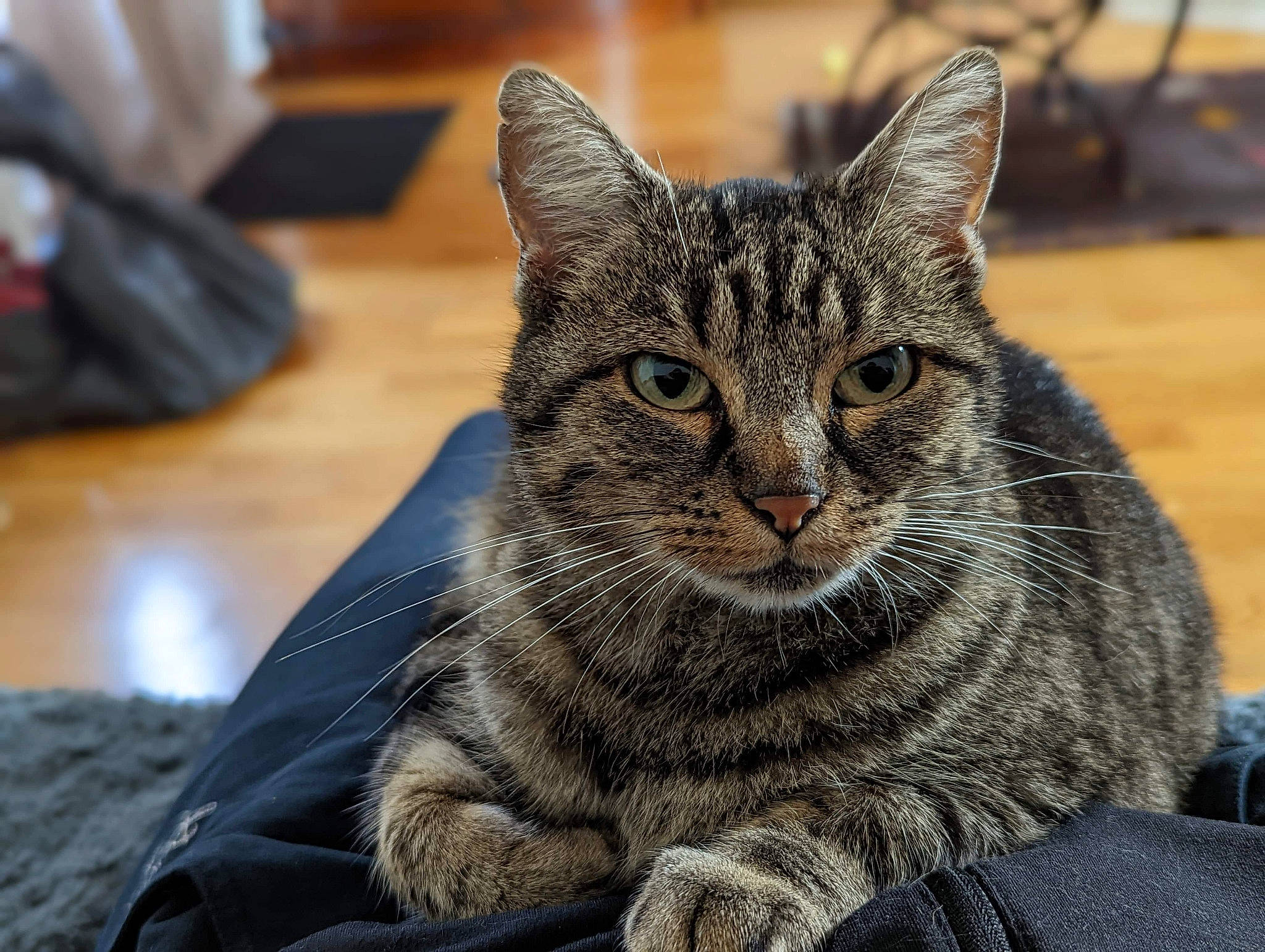 Puma participe au concours pour gagner de l'argent avec cette photo : backpack, bag, carnivore, cat, domestic_short_haired_cat, felidae, flooring, fur, grey, luggage_and_bags, plastic_bag, sitting, small_to_medium_sized_cats, snout, terrestrial_animal, whiskers, wildlife, window, wood