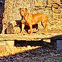 alert, backyard, brown_coat, canine, chainlink_fence, dog, ears, ground, leaves, logs, outdoor, pet, portrait, rocks, shadow, standing, stone_platform, sunlight, tail, tree_trunk
