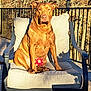 backyard, chair, cushion, deck, dog, ears, fur, golden_light, muzzle, outdoor, paws, pet, portrait, railing, relaxed, shadow, sitting, sticker_overlay, sunlight, wood_floor