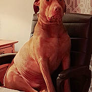 Bae Bae is registered to the contest to win money with this photo: bed, bedside_table, brown_coat, chair, curtain, dog, ears, eyes, face, furniture, home, indoor, large_dog, leather_chair, muzzle, paw, pet, portrait, sitting_dog, stoic_expression