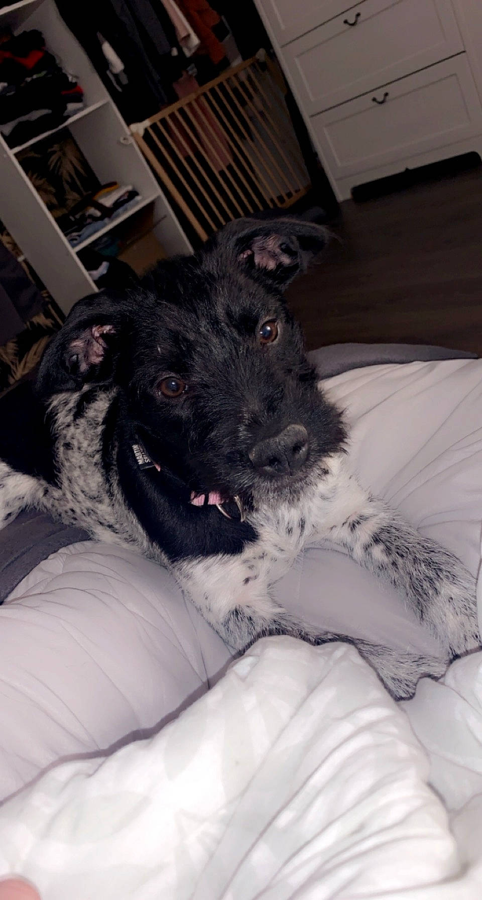 Layka participe au concours pour gagner de l'argent avec cette photo : canidae, carnivore, claw, comfort, companion_dog, dog, dog_breed, ear, fawn, fur, nap, paw, picture_frame, puppy, schnauzer, snout, sporting_group, standard_schnauzer, whiskers, working_animal