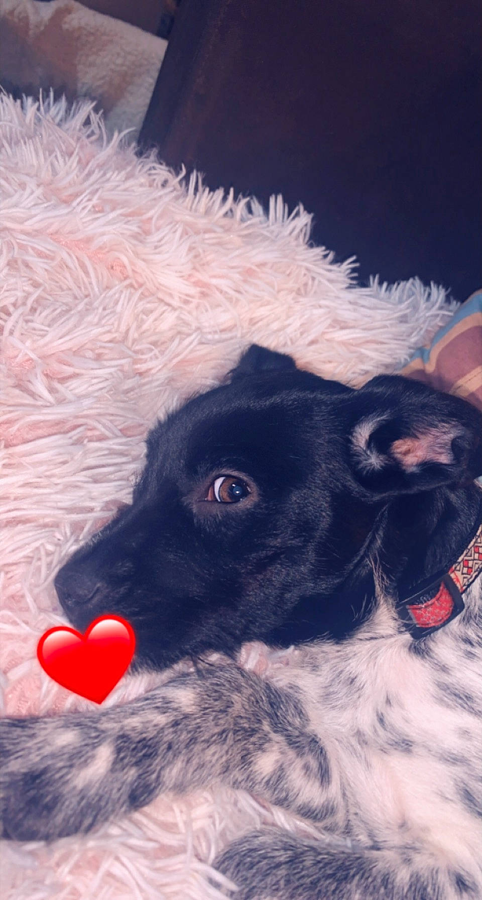 Layka a rejoint le concours — aidez-le/la à gagner de superbes lots ! bovine, canidae, carmine, carnivore, companion_dog, dog, dog_breed, dog_collar, eye, eyewear, fawn, fur, illustration, livestock, painting, snout, spaniel, sporting_group, whiskers, working_animal