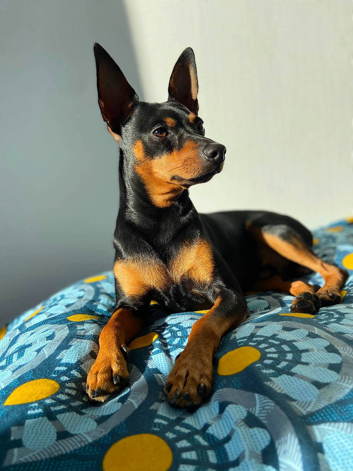 Nelko participe au concours pour gagner de l'argent avec cette photo : canidae, carnivore, comfort, companion_dog, dog, dog_breed, dog_supply, fawn, fur, linens, pinscher, prazsky_krysarik, sporting_group, terrestrial_animal, toy_dog, working_animal, working_dog