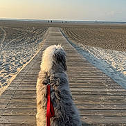 Brody is registered to the contest to win money with this photo: animal, back_view, beach, boardwalk, calm, coast, daytime, dog, fluffy, leash, nature, outdoor, pet, relaxation, sand, scenic, sea, sky, sunset, walking