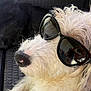 Brody is registered to the contest to win money with this photo: animal, canine, closeup, companion, cute, dog, fluffy, furry, leisure, nose, outdoor, pet, portrait, reflection, relaxing, shades, summer, sunglasses, white_dog, wicker_chair