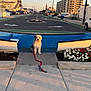 Brody joined the competition — help win amazing prizes! boat, building, curb, daylight, dog, flower_bed, flowering_plant, flowers, leash, leash_toy, outdoor, parking, pet, pickup_truck, road, sidewalk, street, sunset, urban, vehicle