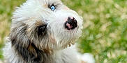 Brody is registered to the contest to win money with this photo: animal, background_blur, blue_eye, brown_eye, canine, closeup, cute, dog, fluffy, fur, grass, head_tilt, heterochromia, nature, nose, outdoor, pet, portrait, puppy, young