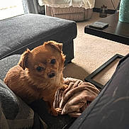 Harley is registered to the contest to win money with this photo: dog, small_dog, brown_dog, blanket, couch, living_room, carpet, pillow, furniture, window, curtain, table, phone, plant, indoor, pet, cozy, soft_light, relaxed, companion