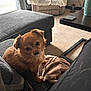 dog, small_dog, brown_dog, blanket, couch, living_room, carpet, pillow, furniture, window, curtain, table, phone, plant, indoor, pet, cozy, soft_light, relaxed, companion