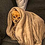 Harley is registered to the contest to win money with this photo: dog, blanket, cozy, couch, pet, small_dog, wrapped, fur, indoor, brown, snug, cute, animal, relaxed, face, portrait, home, pillow, resting, sofa