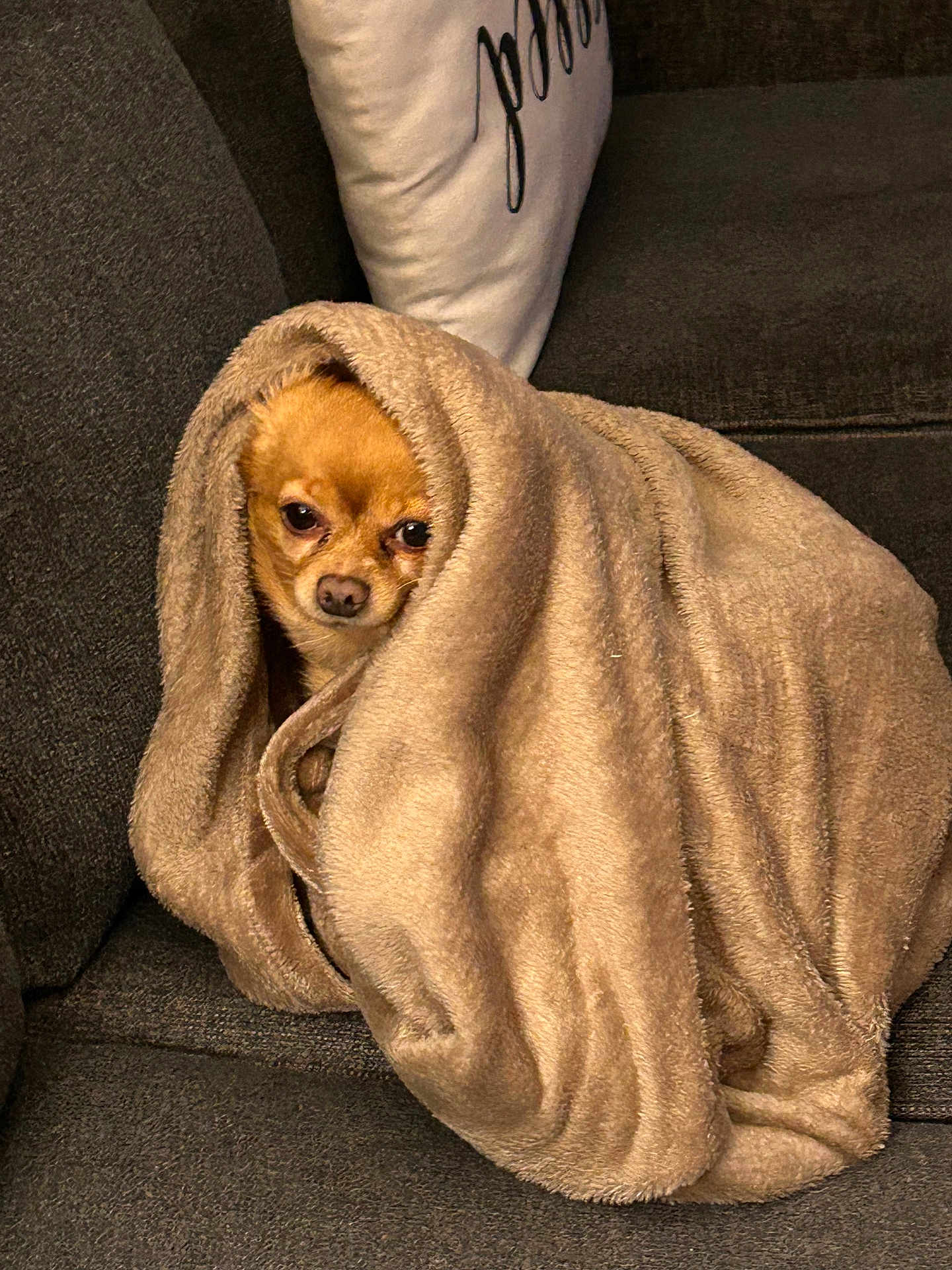 Harley is registered to the contest to win money with this photo: dog, blanket, cozy, couch, pet, small_dog, wrapped, fur, indoor, brown, snug, cute, animal, relaxed, face, portrait, home, pillow, resting, sofa