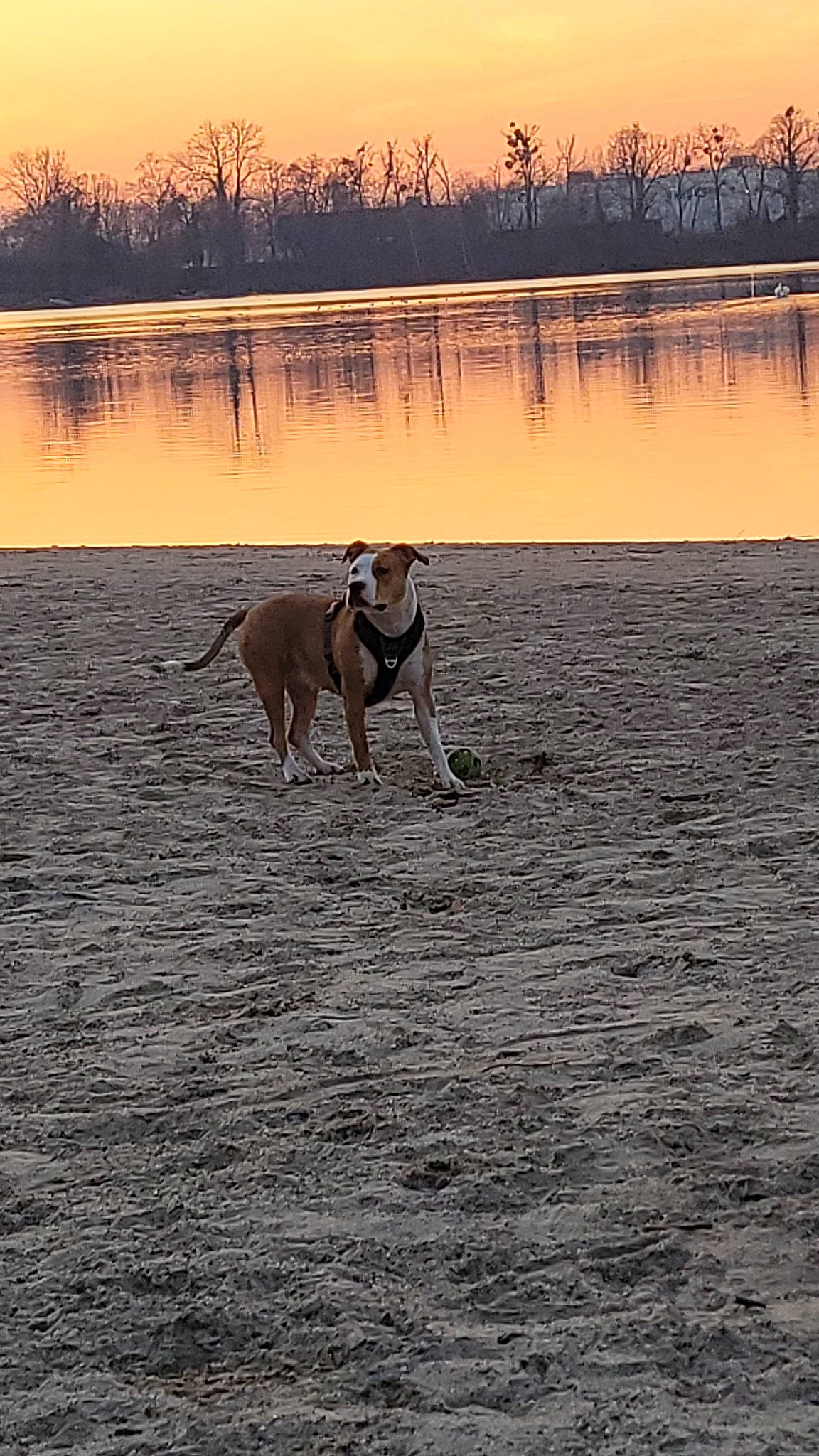 Taïra participe au concours pour gagner de l'argent avec cette photo : body_of_water, carnivore, collar, dog, dog_breed, dusk, evening, fawn, horizon, lake, plant, reflection, sky, sporting_group, sunset, tail, tree, water, wildlife, wood