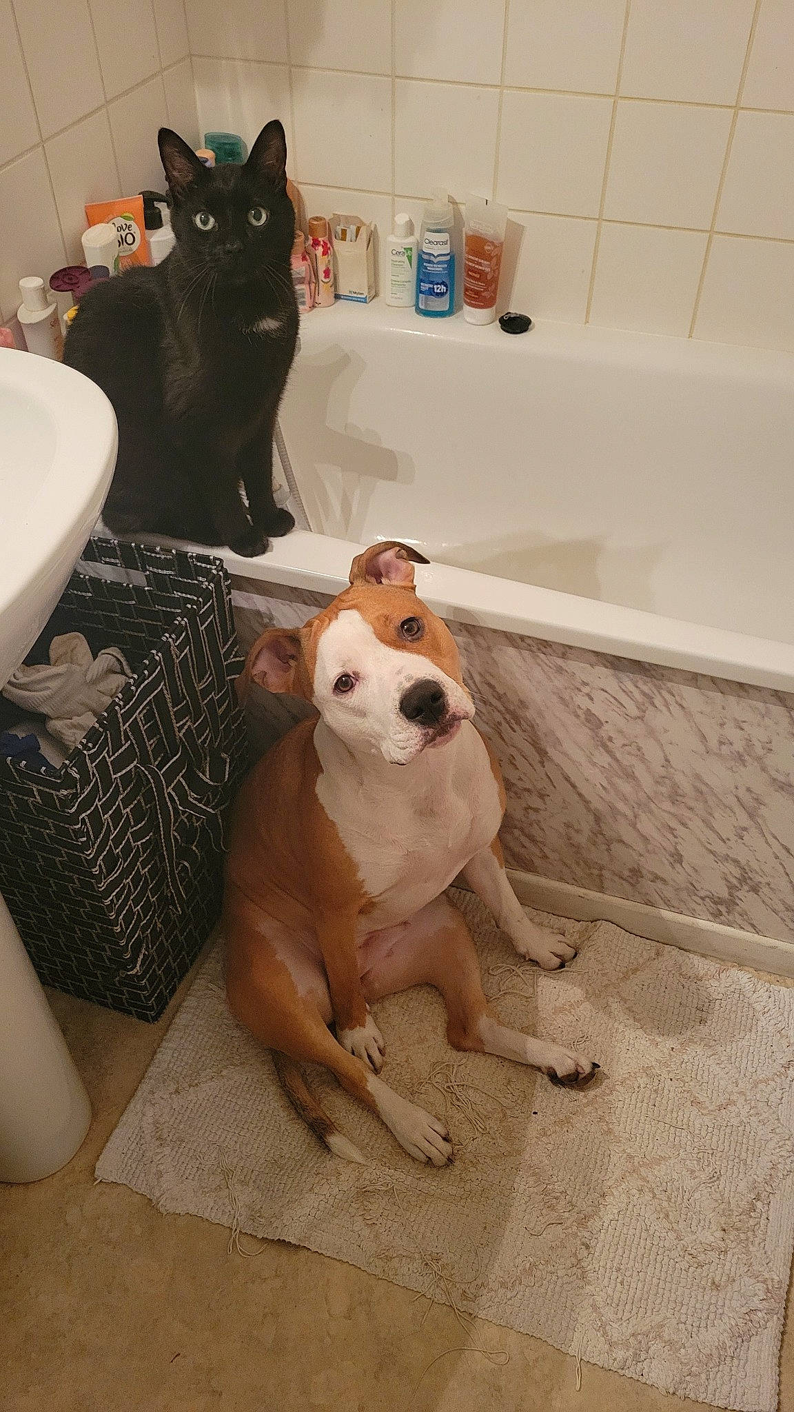 Taïra participe au concours pour gagner de l'argent avec cette photo : bathroom, bathtub, carnivore, cat, comfort, companion_dog, dog, dog_breed, fawn, felidae, floor, flooring, pet_supply, plumbing, plumbing_fixture, shower_curtain, snout, tail, whiskers, working_animal