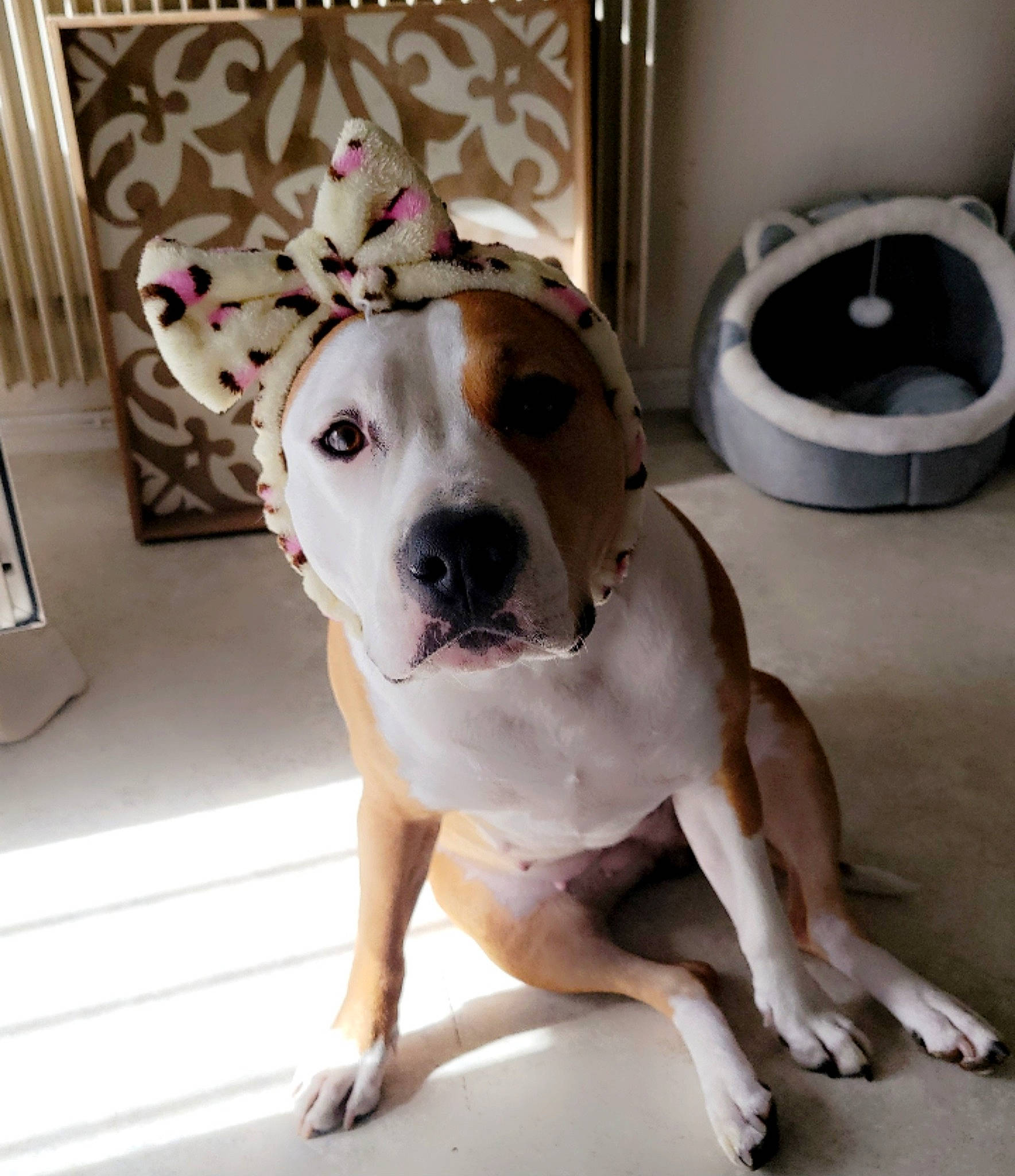 Taïra a rejoint le concours — aidez-le/la à gagner de superbes lots ! carnivore, circle, collar, comfort, companion_dog, couch, dog, dog_breed, dog_collar, dog_supply, fawn, flooring, household_supply, metal, paw, pet_supply, whiskers, window, wood, working_animal