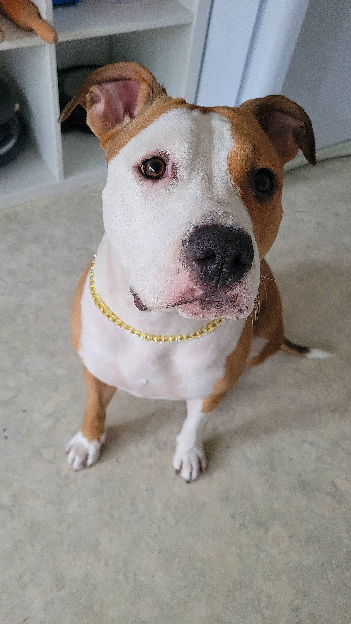 Taïra a rejoint le concours — aidez-le/la à gagner de superbes lots ! canidae, carnivore, collar, companion_dog, dishware, dog, dog_breed, dog_collar, fawn, flooring, leash, non_sporting_group, pet_supply, road_surface, serveware, snout, sporting_group, whiskers, working_animal, working_dog