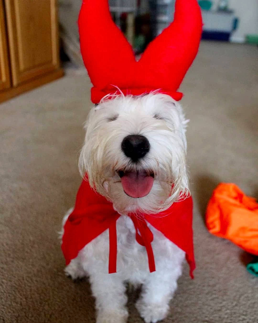 Walter is registered to the contest to win money with this photo: canidae, carnivore, companion_dog, dog, dog_breed, dog_clothes, dog_toy, maltese, mammal, miniature_schnauzer, puppy, rare_breed_dog, schnauzer, sealyham_terrier, small_terrier, standard_schnauzer, tail, terrier, toy_dog, west_highland_white_terrier