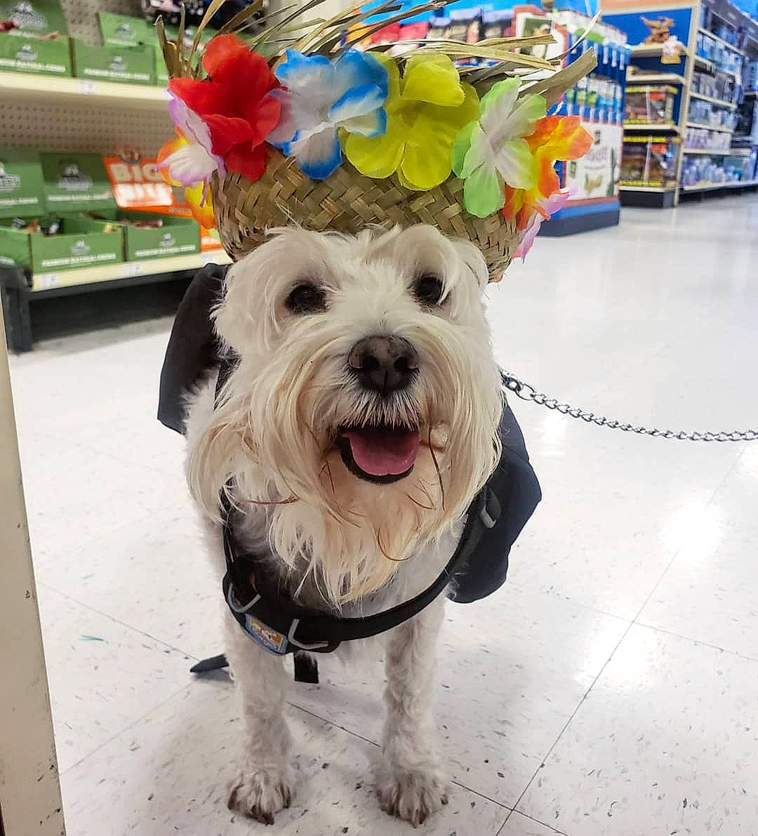 Walter is registered to the contest to win money with this photo: canidae, carnivore, companion_dog, dog, dog_breed, dog_clothes, ear, miniature_schnauzer, morkie, puppy, rare_breed_dog, schnauzer, schnoodle, small_terrier, snout, sporting_group, terrier, toy_dog, west_highland_white_terrier, yorkshire_terrier