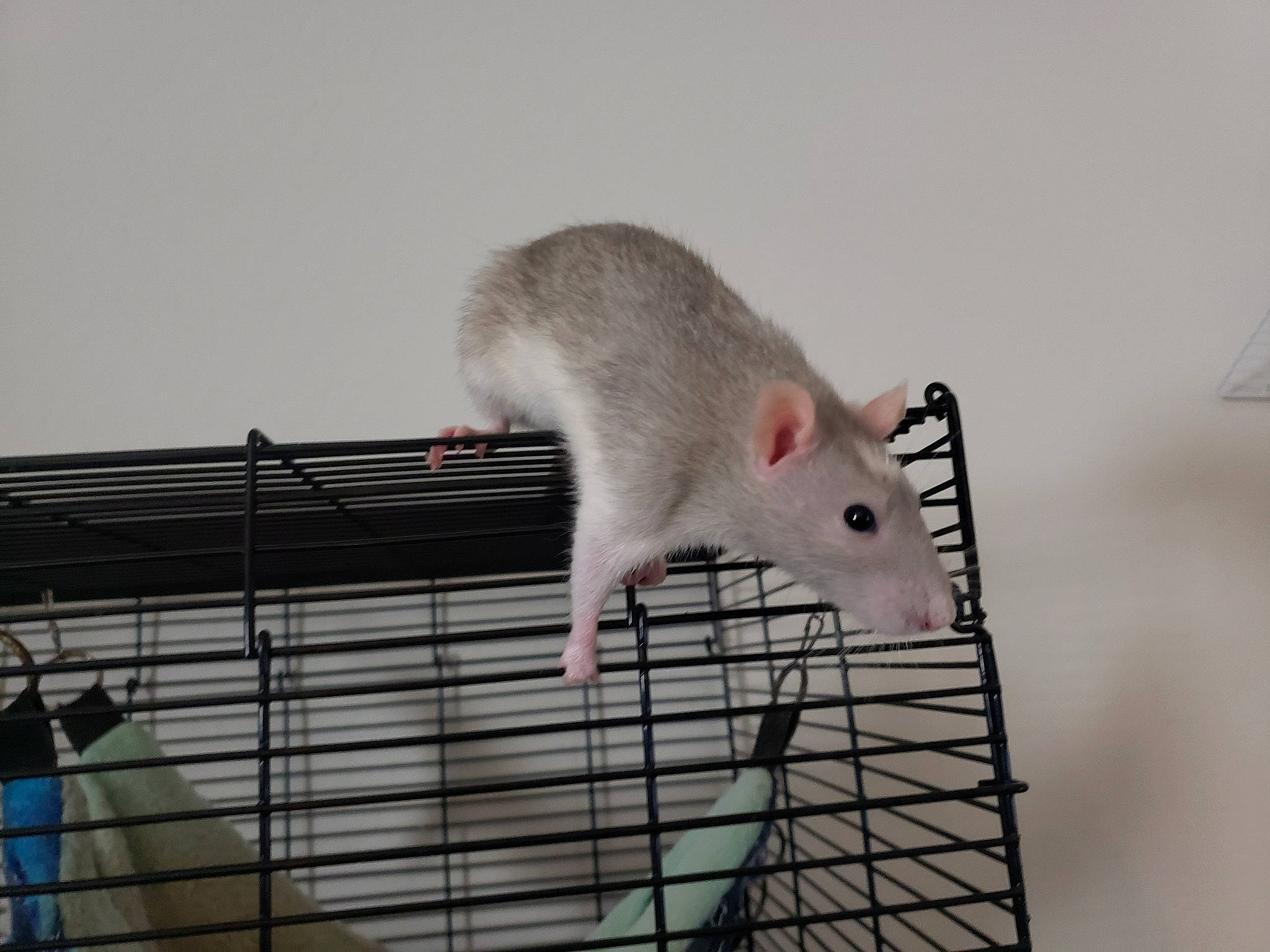 Solaire is registered to the contest to win money with this photo: animal_shelter, cage, chinchilla, degu, fawn, fur, gerbil, hamster, marsupial, mouse, muridae, muroidea, pest, rat, rodent, tail, whiskers