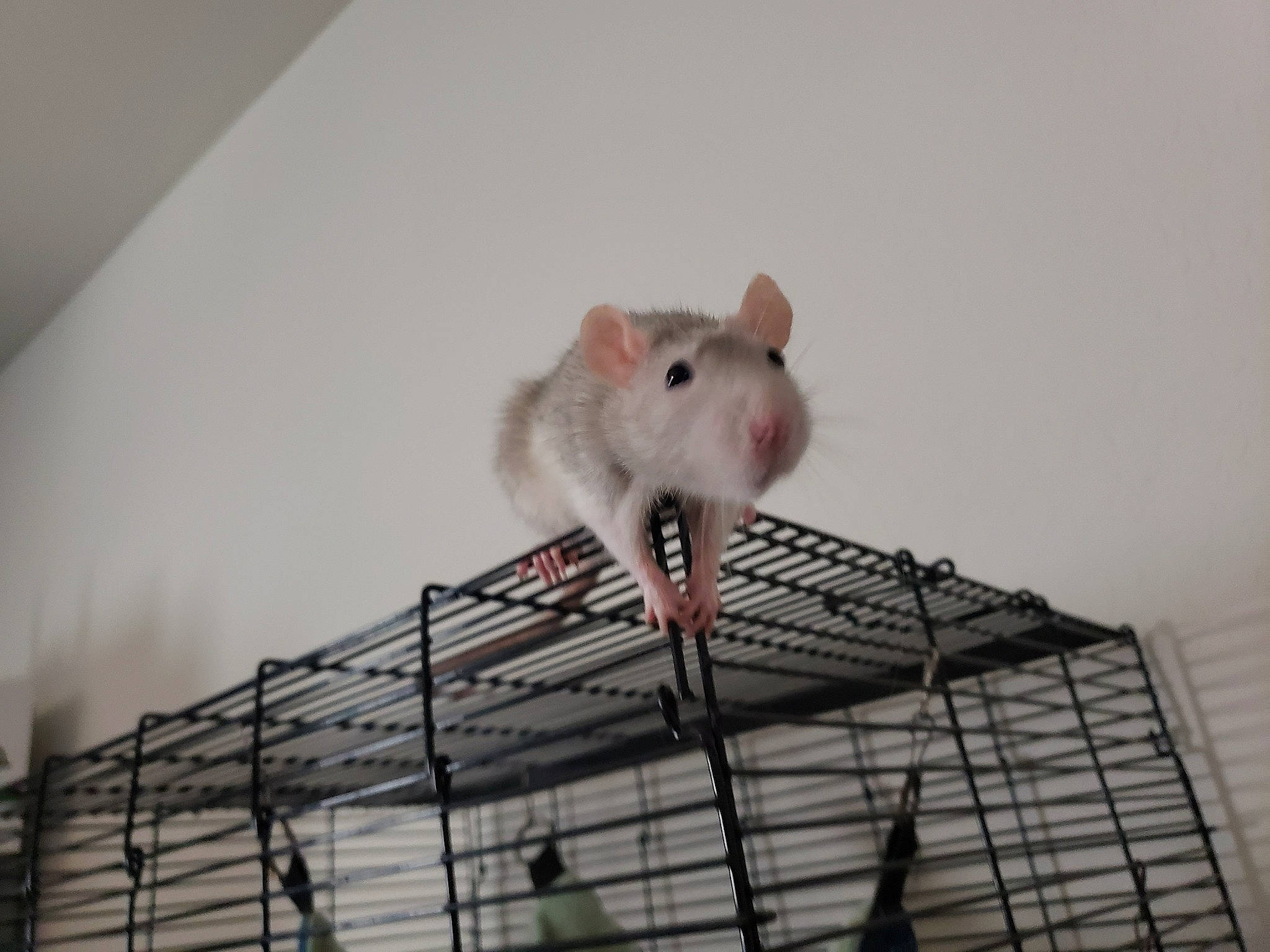 Solaire joined the competition — help win amazing prizes! chinchilla, dormouse, fawn, gerbil, hamster, mouse, muridae, muroidea, pest, rat, rodent, snout, tail, whiskers