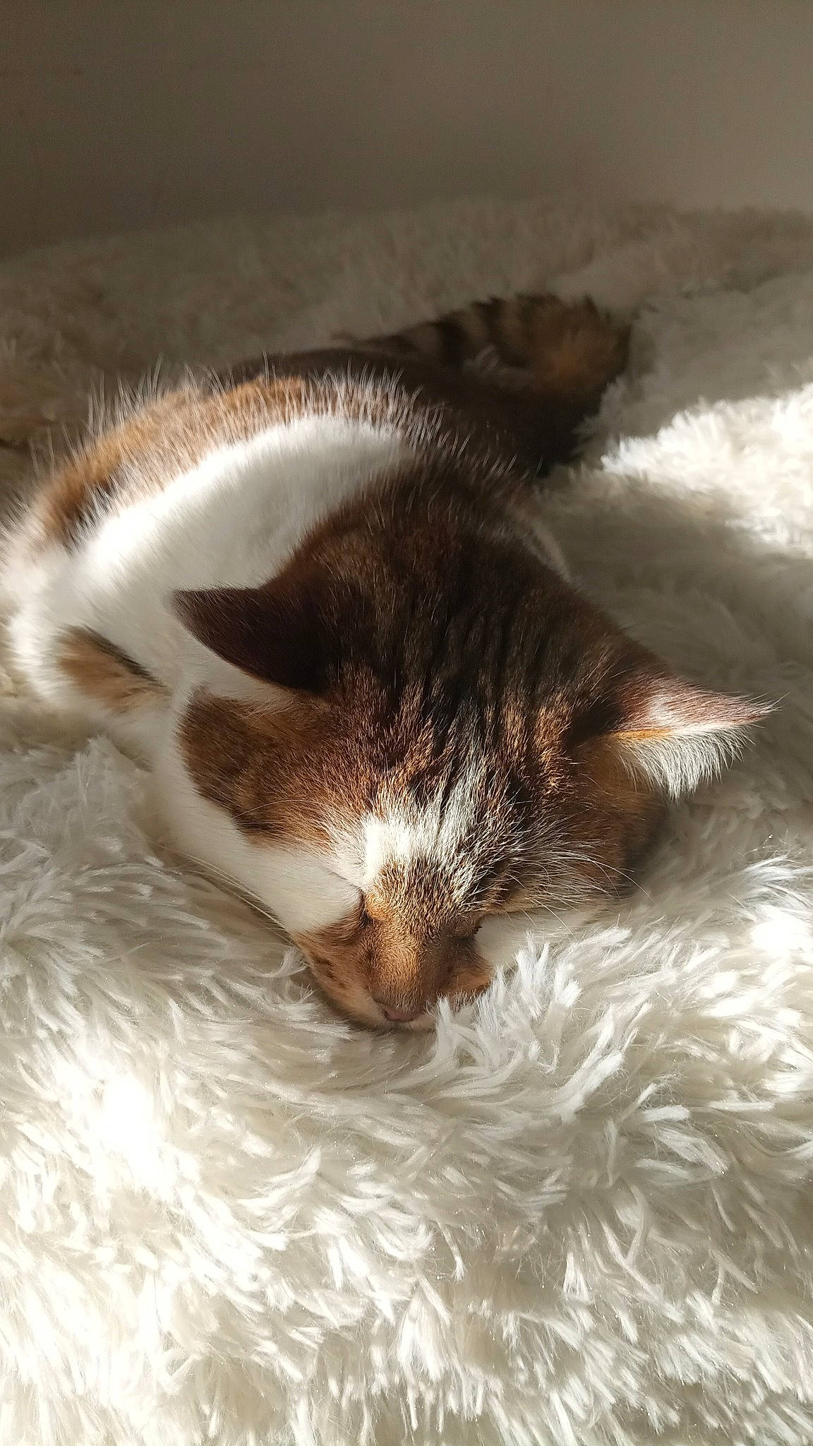 Noisette participe au concours pour gagner de l'argent avec cette photo : carnivore, cat, claw, comfort, domestic_short_haired_cat, felidae, fur, nap, paw, sand, sleep, small_to_medium_sized_cats, snout, tail, whiskers, wind_wave