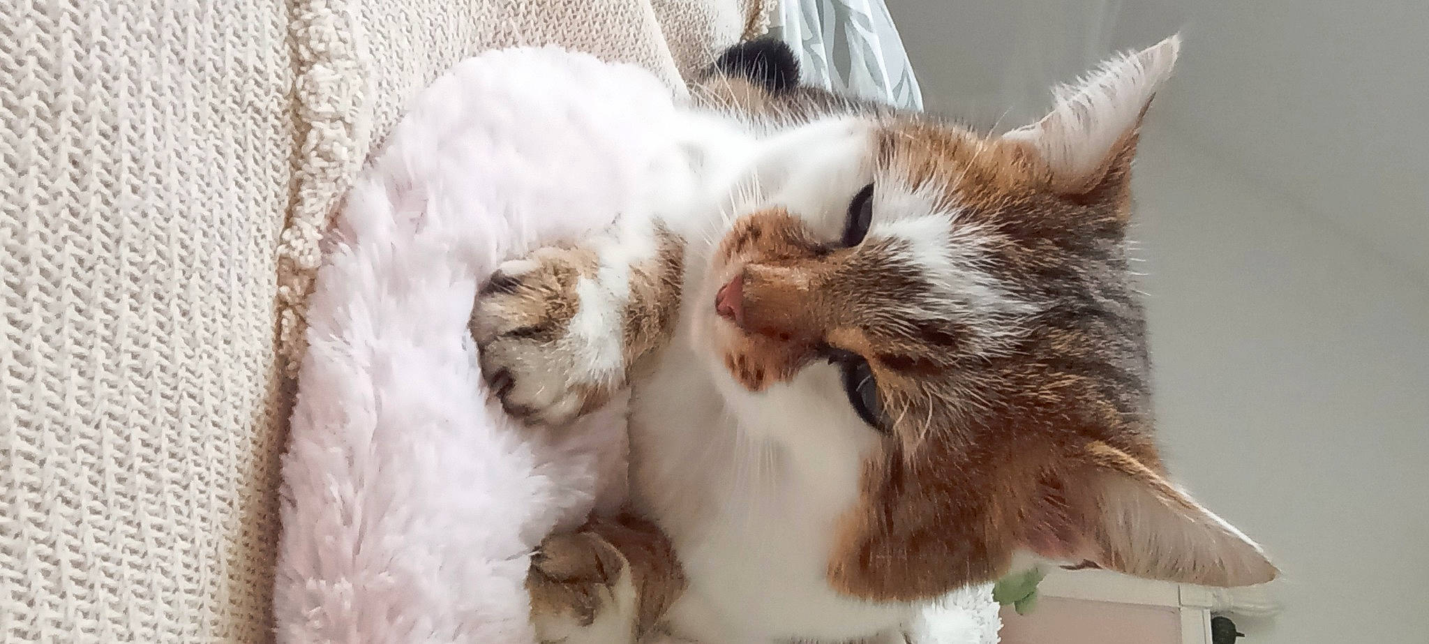 Noisette a rejoint le concours — aidez-le/la à gagner de superbes lots ! carnivore, cat, claw, comfort, domestic_short_haired_cat, fawn, felidae, fur, nap, paw, sleep, small_to_medium_sized_cats, snout, tail, terrestrial_animal, whiskers