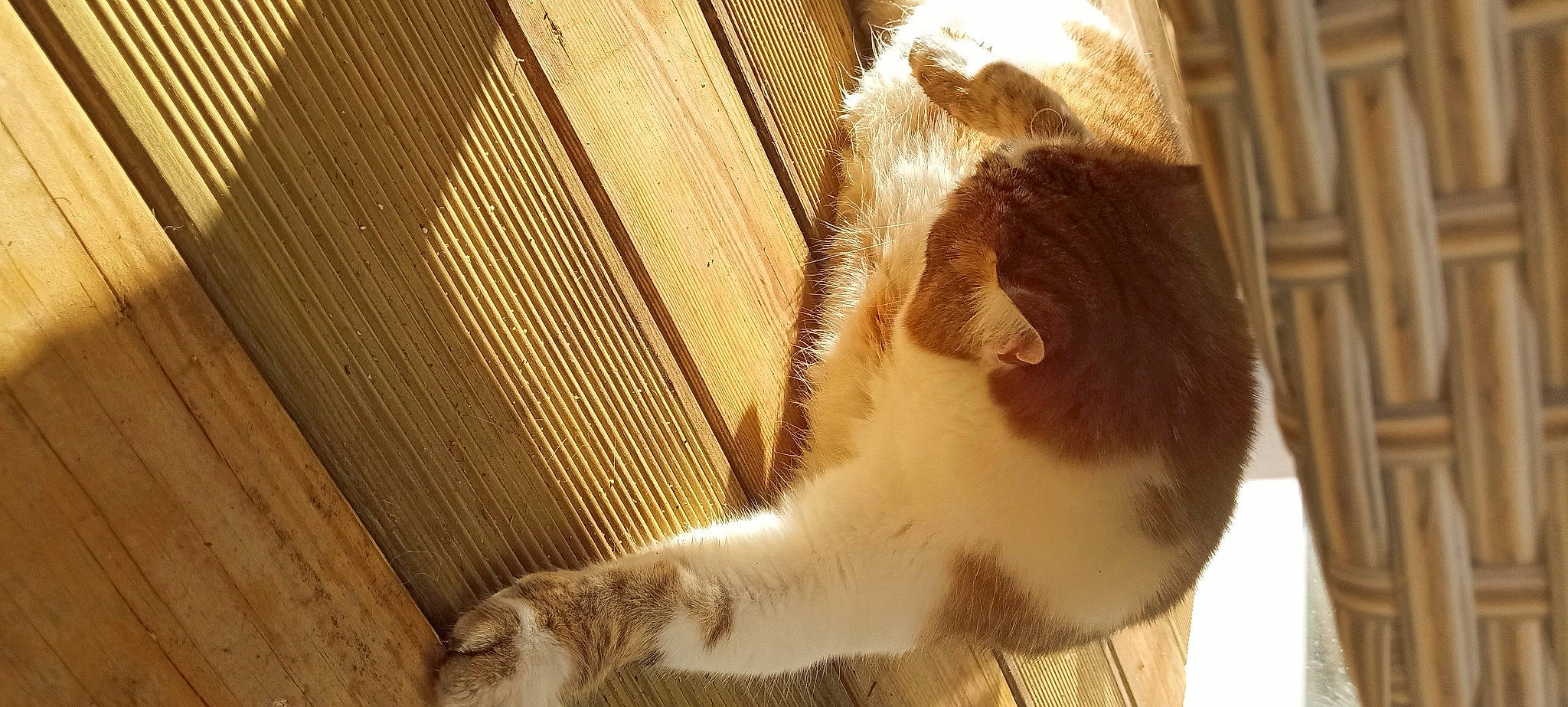 Noisette participe au concours pour gagner de l'argent avec cette photo : animal_shelter, cage, carnivore, cat, cat_supply, claw, domestic_short_haired_cat, door, fawn, felidae, fur, hardwood, paw, pet_supply, small_to_medium_sized_cats, tail, terrestrial_animal, whiskers, window, wood