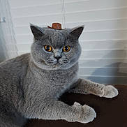 Bella Oliver joined the competition — help win amazing prizes! cat, gray_cat, fluffy, cowboy_hat, pet, indoor, window_blinds, amber_eyes, feline, cute, lying_down, domestic_animal, animal, whiskers, ears, paws, fur, relaxed, curious, portrait