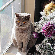 Bellami is registered to the contest to win money with this photo: cat, window, sunlight, christmas_tree, ornament, purple_ornament, gold_ornament, snow_dusted_tree, decorations, pet, animal, indoor, holiday, festive, feline, sitting, windowsill, natural_light, cozy, cute