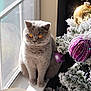 cat, window, sunlight, christmas_tree, ornament, purple_ornament, gold_ornament, snow_dusted_tree, decorations, pet, animal, indoor, holiday, festive, feline, sitting, windowsill, natural_light, cozy, cute