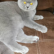 Bellami joined the competition — help win amazing prizes! alert, animal, brown_cushion, cat, closeup, cushion, domestic_cat, eyes, feline, fluffy, fur, gray_cat, indoor, mammal, paw, pet, relaxed, resting, tail, whiskers