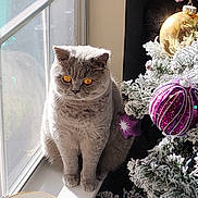 Bella joined the competition — help win amazing prizes! cat, gray_cat, window, windowsill, sunlight, christmas_tree, christmas_ornaments, purple_ornaments, gold_ornament, frosted_tree, holiday_decor, pet, indoor, container, treats, cozy, festive, animal, cute, fluffy