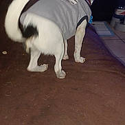 Cody is registered to the contest to win money with this photo: accessories, animal, canine, chihuahua, collar, computerhardware, couch, dog, electronics, furniture, hardware, hound, husky, leash, monitor, pet, puppy, screen, strap, terrier