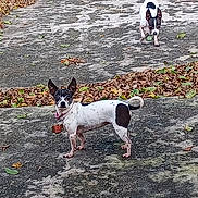 Nana joined the competition — help win amazing prizes! dog, outdoor, concrete, leaf, pet, animal, black_and_white, small_dog, collar, yard, fence, tree, curious, standing, nature, daylight, ground, playful, ears_up, three_dogs