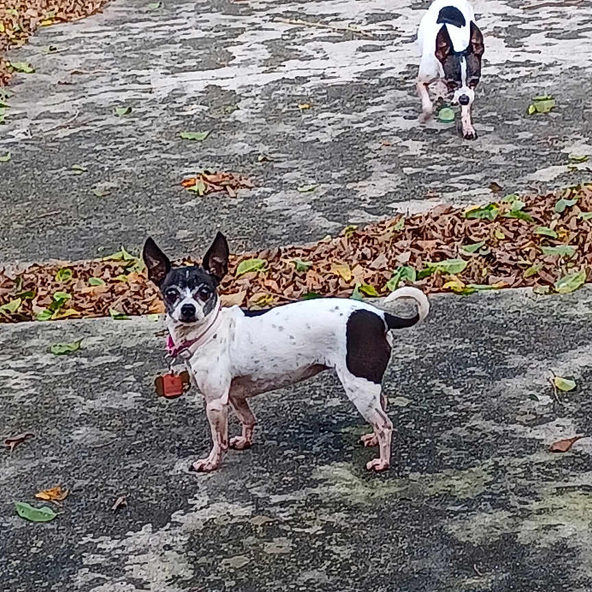 Nana joined the competition — help win amazing prizes! animal, black_and_white, collar, concrete, curious, daylight, dog, ears_up, fence, ground, leaf, nature, outdoor, pet, playful, small_dog, standing, three_dogs, tree, yard