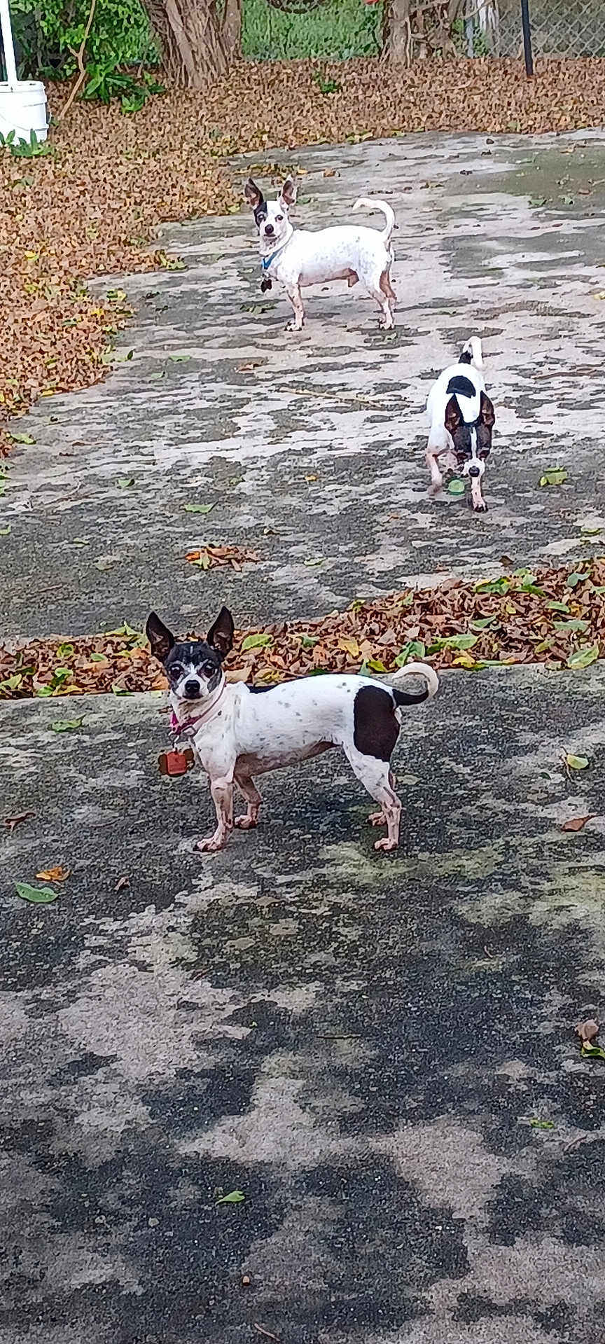 Nana joined the competition — help win amazing prizes! dog, outdoor, concrete, leaf, pet, animal, black_and_white, small_dog, collar, yard, fence, tree, curious, standing, nature, daylight, ground, playful, ears_up, three_dogs