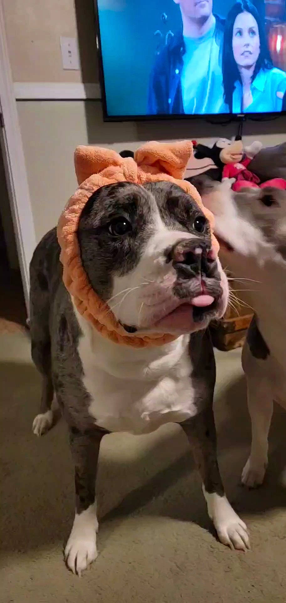 Kida joined the competition — help win amazing prizes! canidae, carnivore, collar, companion_dog, dog, dog_breed, dog_collar, door, fawn, fur, giant_dog_breed, guard_dog, leash, pet_supply, snout, sporting_group, whiskers, window, working_animal, working_dog