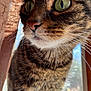 cat, tabby, close_up, curious, green_eyes, whiskers, fur, indoor, window, curtain, sunlight, pet, animal, mammal, portrait, face, looking, soft_light, feline, nature