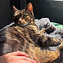 cat, tabby, pet, hand, blanket, sunlight, window, fur, indoor, cozy, relaxed, animal, whiskers, paw, resting, bedroom, soft, comfort, human, touch