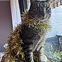 Simba a rejoint le concours — aidez-le/la à gagner de superbes lots ! abyssinian, animal, cat, countryside, fir, flower, flowerarrangement, hardwood, kitten, manx, nature, outdoors, pet, plant, plywood, pottedplant, straw, window, windowsill, wood