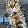 Simba participe au concours pour gagner de l'argent avec cette photo : abyssinian, animal, cat, egyptiancat, hardwood, kitten, manx, pet, wood