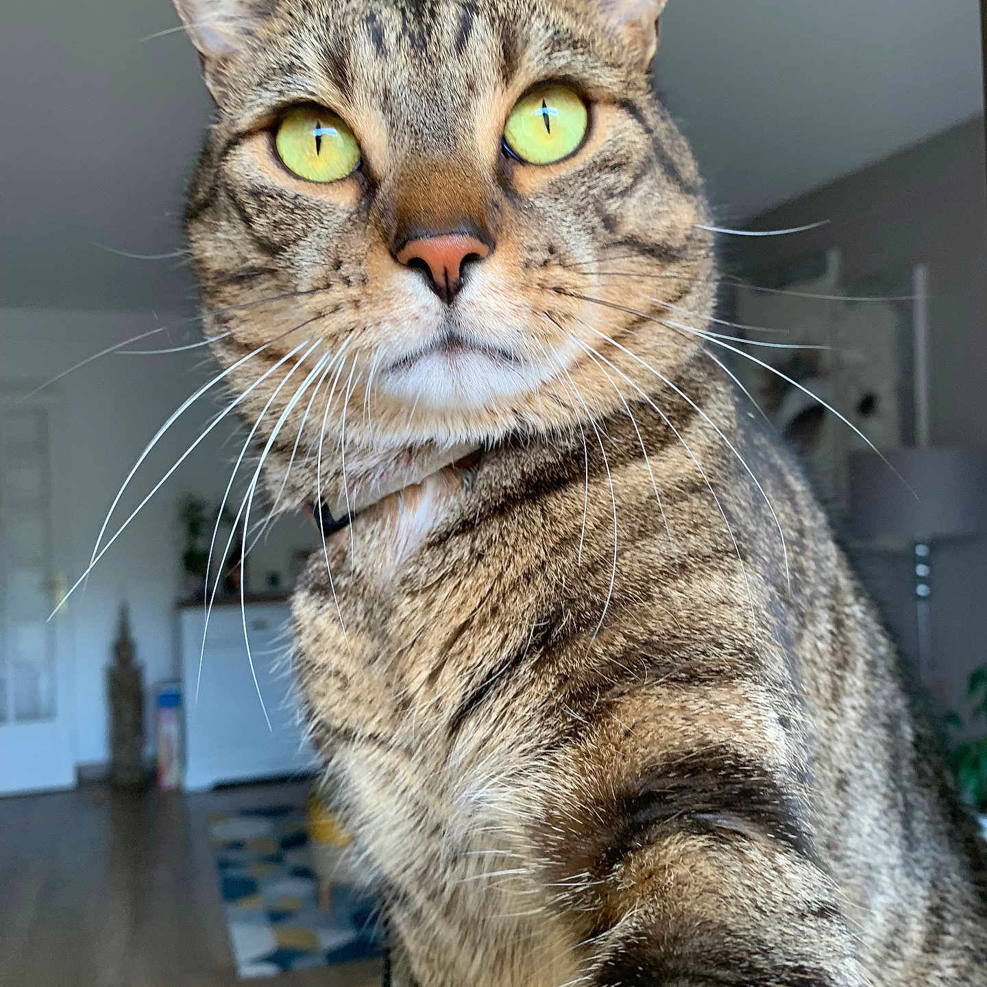 Simba participe au concours pour gagner de l'argent avec cette photo : abyssinian, animal, cat, egyptiancat, hardwood, kitten, manx, pet, wood