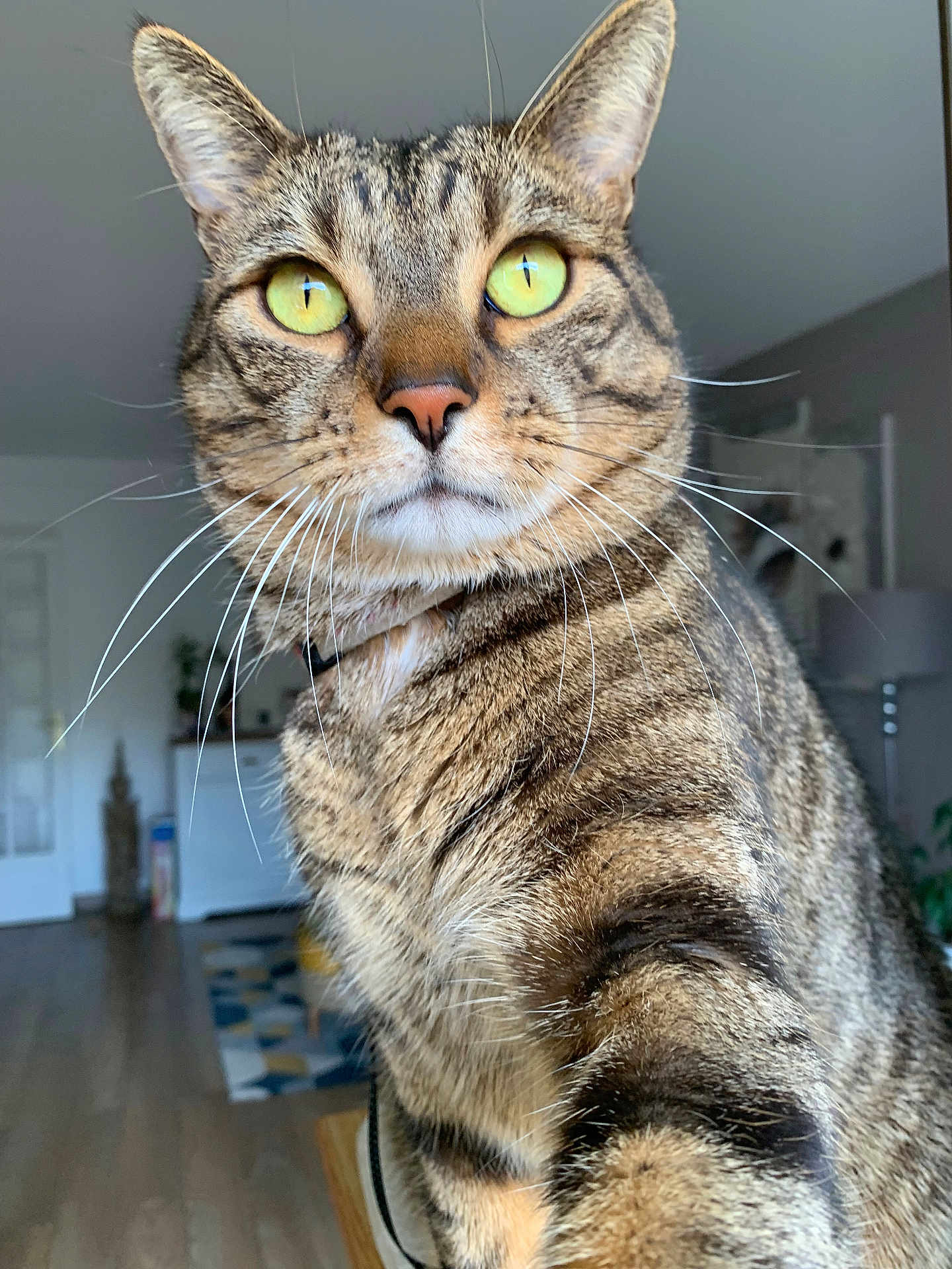 Simba