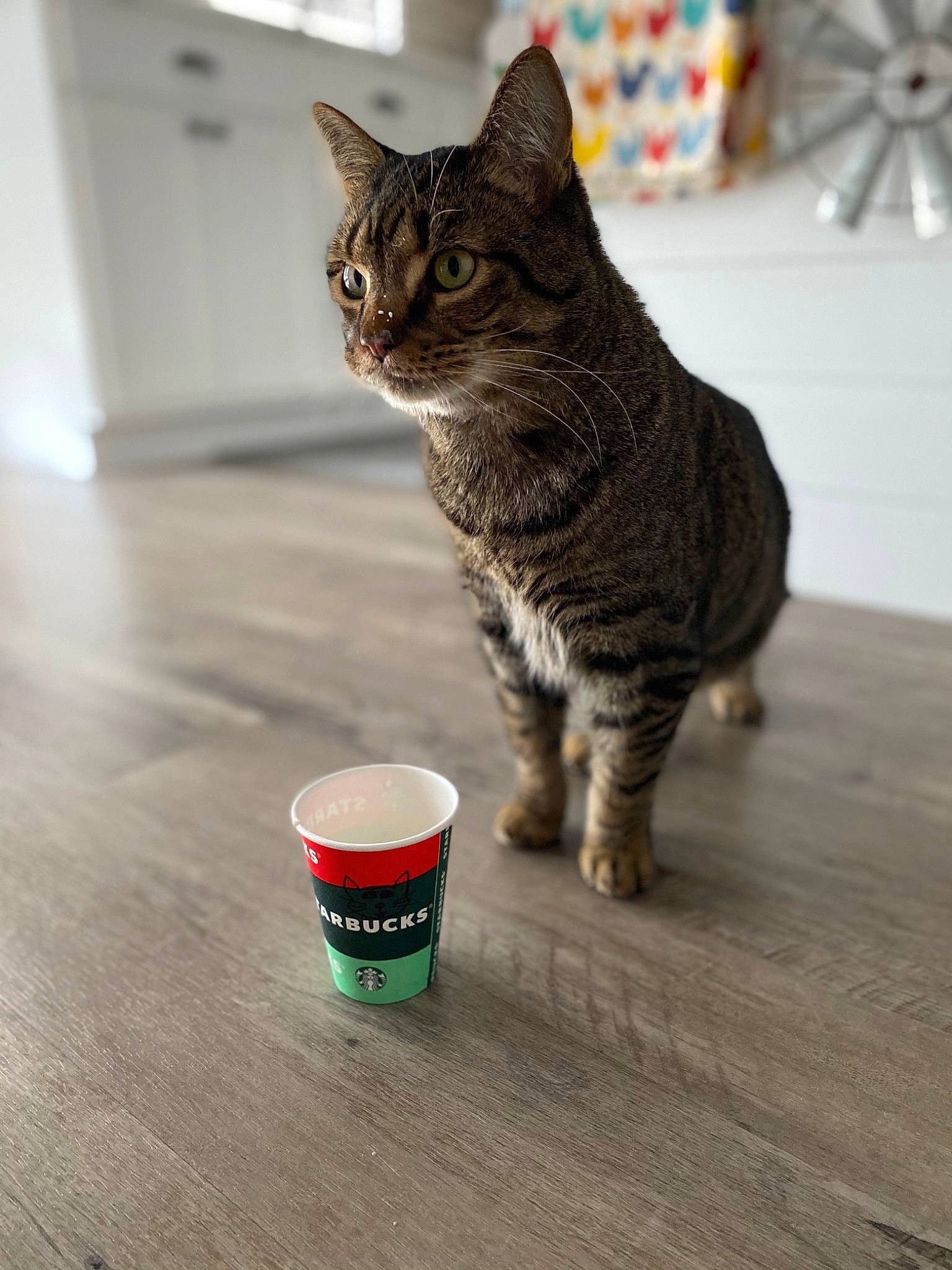 Dexter joined the competition — help win amazing prizes! animal_feed, carnivore, cat, cat_supply, cup, domestic_short_haired_cat, felidae, flooring, fur, grey, hardwood, paw, pet_supply, sitting, small_to_medium_sized_cats, snout, tail, terrestrial_animal, whiskers, wood